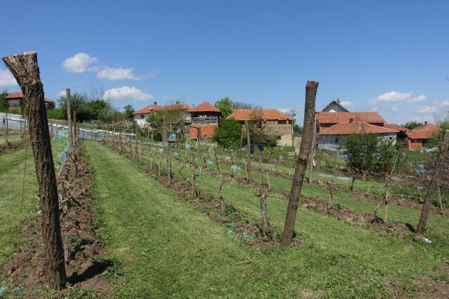 Weingarten bei Caričin Grad der Biobauern von Lebane